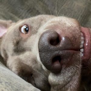 Meet your Posher, Nikki